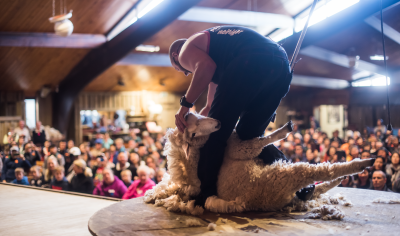 68c23d75d9abe_2551_agrodome-farm-show-sheep-shearing-tiff-large