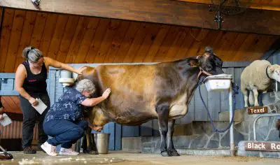 Two women milk a brown cow inside Agrodome Farm, whilst a sheep stands on a platform nearby, showcasing hands-on farming activities.