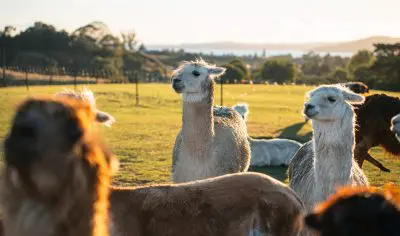 Alpacas grazing on a sunlit grassy field at Agrodome Farm, surrounded by lush trees and rolling hills under a clear sky.