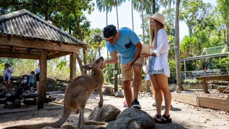 A man gently strokes a kangaroo with a smiling woman beside him during a Private Exclusive Daintree Mossman Tour in Australia.