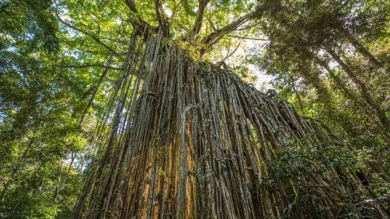 Majestic banyan tree with lush, dense foliage and hanging roots on a Private Exclusive Atherton Tablelands rainforest tour.