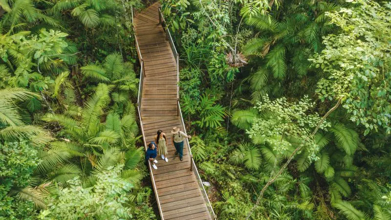 Three travellers explore a lush, winding rainforest boardwalk on the 16 Day Best of East Coast Australia Comfort Tour from Sydney.