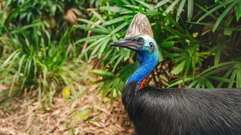 Blue-headed cassowary among lush tropical foliage on the 16 Day Best of East Coast Australia Comfort Tour—wildlife adventure experience.