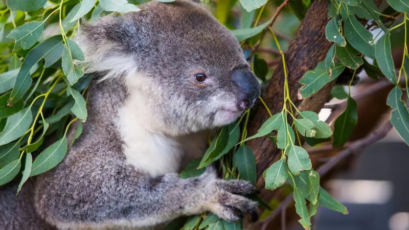 A wild koala grips a eucalyptus branch, seen on a Sydney to Cairns tour with Fraser Island and Whitsundays in 14 days.