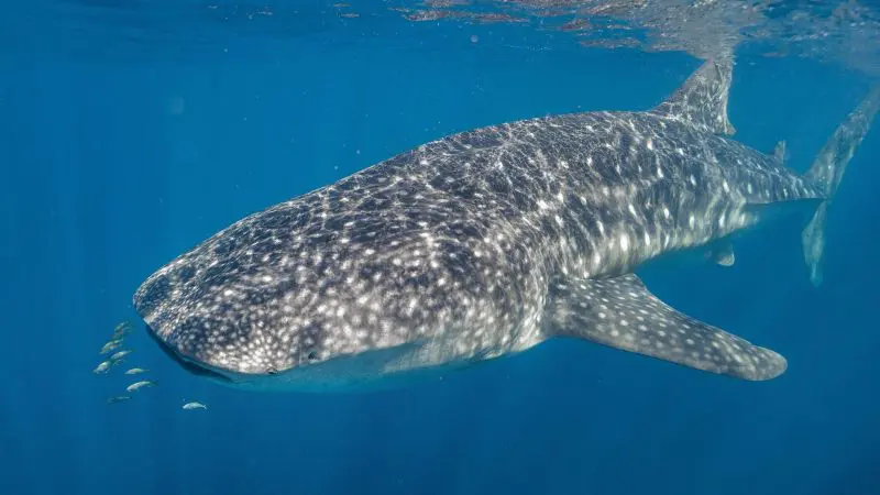 A majestic whale shark glides beneath the surface at Ningaloo Reef, accompanied by small fish by its mouth—iconic marine wildlife.