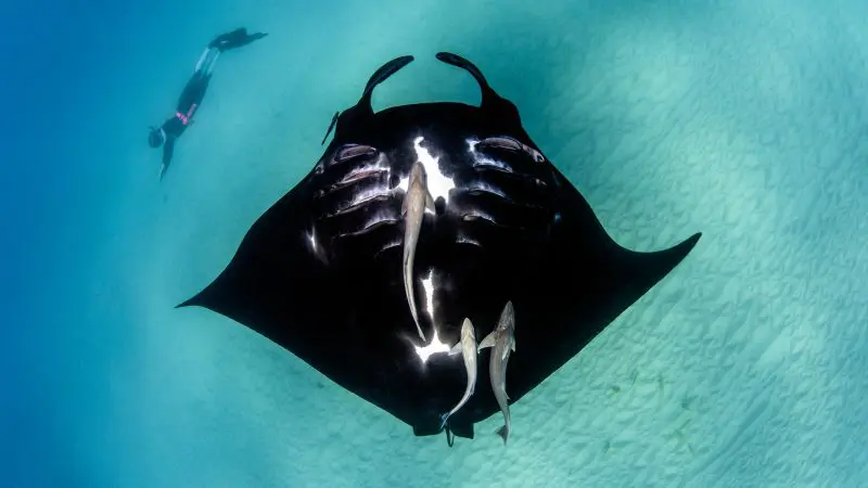 A scuba diver glides alongside a majestic manta ray and remora fish at Ningaloo Reef, Australia, in crystal-clear turquoise water.