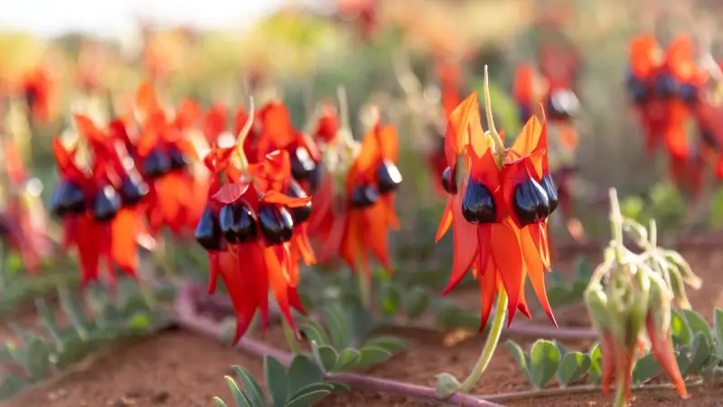Vivid red Sturt’s Desert Pea blooms shine in the sun, featured on the ultimate 8 Day Perth to Exmouth Comfort Tour adventure.
