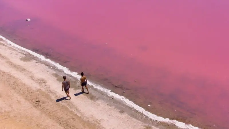 Explore the striking pink lake shoreline as two travellers stroll on the 8 Day Perth to Exmouth Comfort Tour, sunlit coastal scenery.