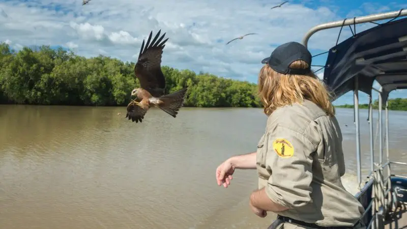 Traveller on 1 Day Kakadu Wilderness Escape Crocodile Cruise observes bird skilfully catching food mid-air over scenic river landscape.