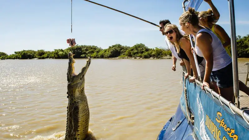 Four tourists on a 1 Day Kakadu Wilderness Escape tour watch a powerful crocodile leap from the river during an exhilarating Crocodile Cruise.