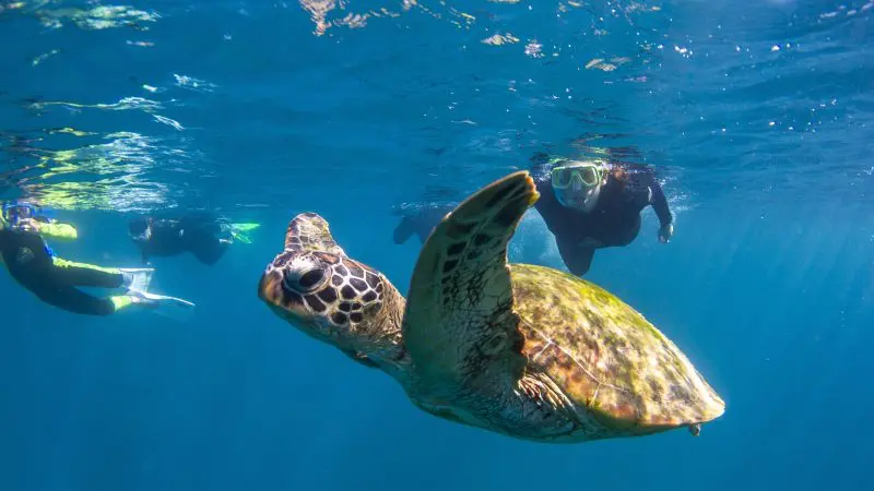 turtle swimming in the ocean