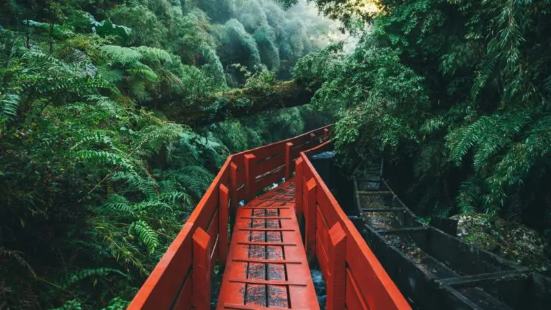 Scenic red wooden walkway meanders through vibrant rainforest on the Cape Tribulation Day Tour by Active Tropics, Australia.