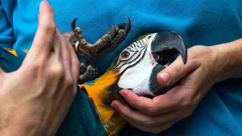 Visitor holding vibrant blue-and-yellow macaw at Kuranda Koala Gardens, enjoying wildlife with a 1 Day Kuranda Wildlife Experience Pass.
