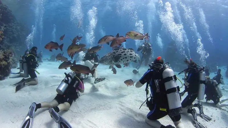 Divers on a 2 Day 1 Night PADI Advanced Dive Course encounter a giant stingray and tropical fish gliding over the sandy ocean floor.