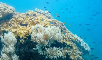 Great Barrier Reef Tours