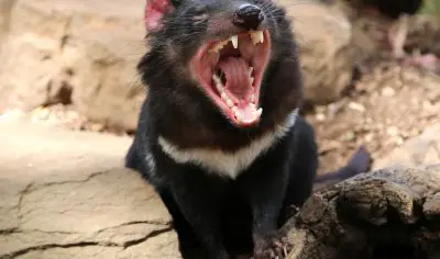 a tasmanian devil inbetween rocks with its mouth open showing its teeth
