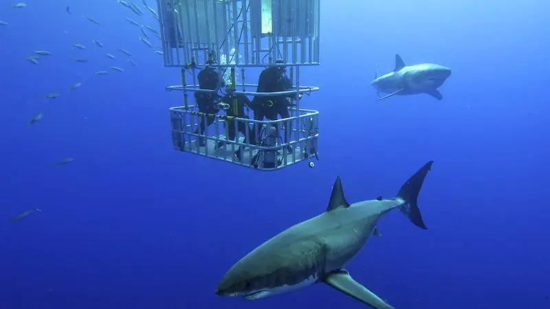 Two scuba divers inside a metal cage being circled by two great white sharks