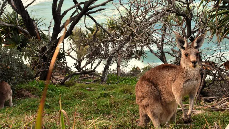 A kangaroo on lush green grass near coastal trees, with ocean waves and sandy beach in the scenic Australian landscape background.