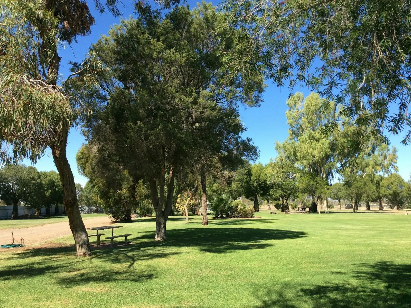 Green grass and tall trees in NSW campground during daytime