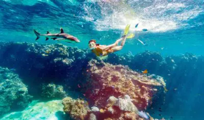 A snorkeller with marine life underwater on a coral reef.