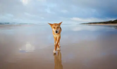 56f09d975a832_242_dingo