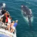 58eedd6a56836_873_whale-20151