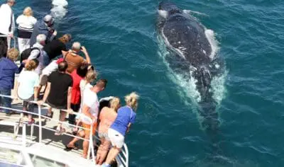 58eedd6a56836_873_whale-20151