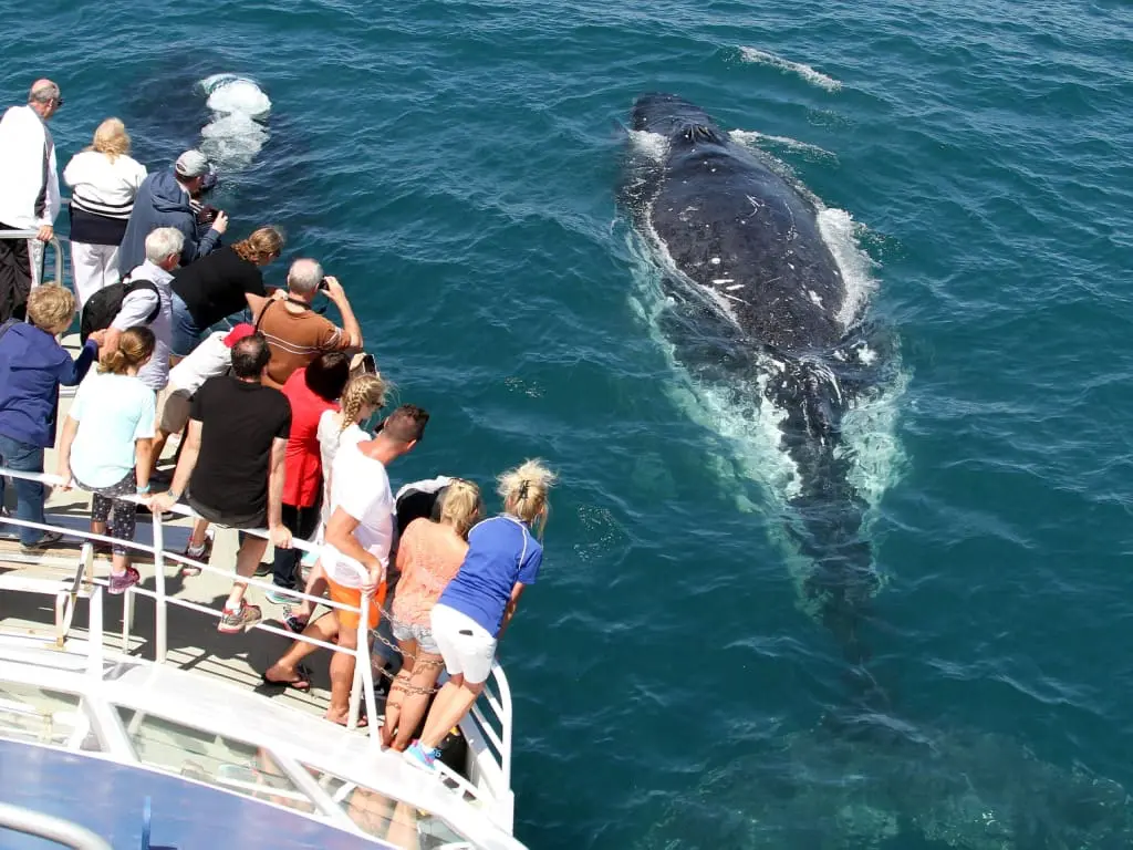 58eedd6a56836_873_whale-20151