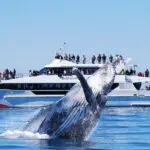 6a1f9f4b314ec_1610_rezdyimg6a1f9f4a648f7158905824eyespyandwhalebreachlg