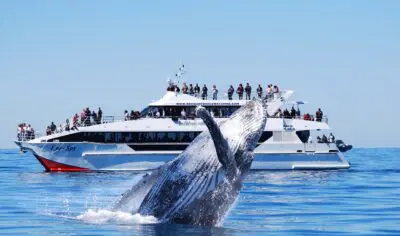 6a1f9f4b314ec_1610_rezdyimg6a1f9f4a648f7158905824eyespyandwhalebreachlg