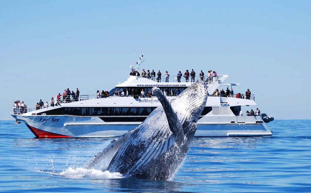 6a1f9f4b314ec_1610_rezdyimg6a1f9f4a648f7158905824eyespyandwhalebreachlg