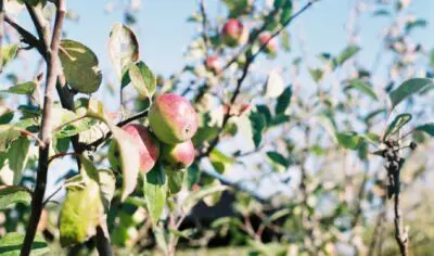 A close up image of apples in a tree on a blue sky day.