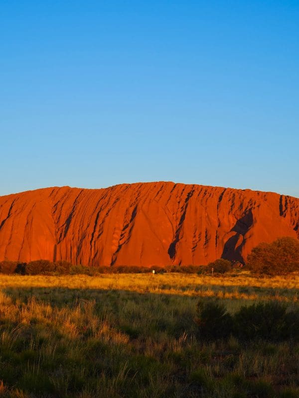 Uluru, majestic red sandstone monolith, rises above golden grasslands under a vivid blue sky at sunset in Australia’s outback.
