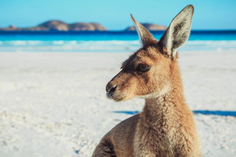 Majestic kangaroo on a pristine sandy beach, vibrant blue ocean waves, and scenic distant islands under a clear sky in Australia.