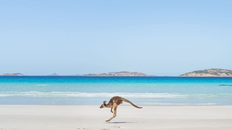 a solitary kangaroo jumping across a white sand beach with blue seas in the background