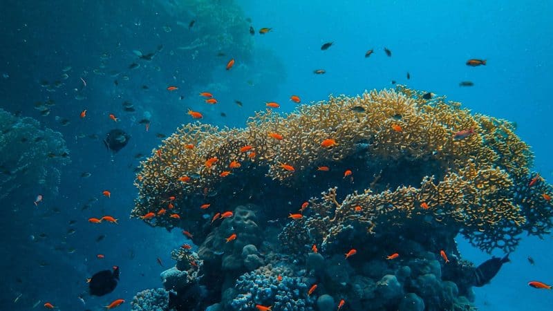 Snorkelling Great Barrier Reef