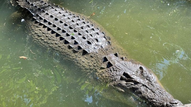 Crocodile in the water about to enjoy big croc feed