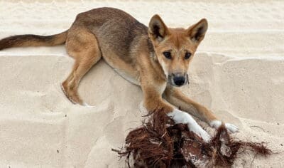 a small wild dog on a beach