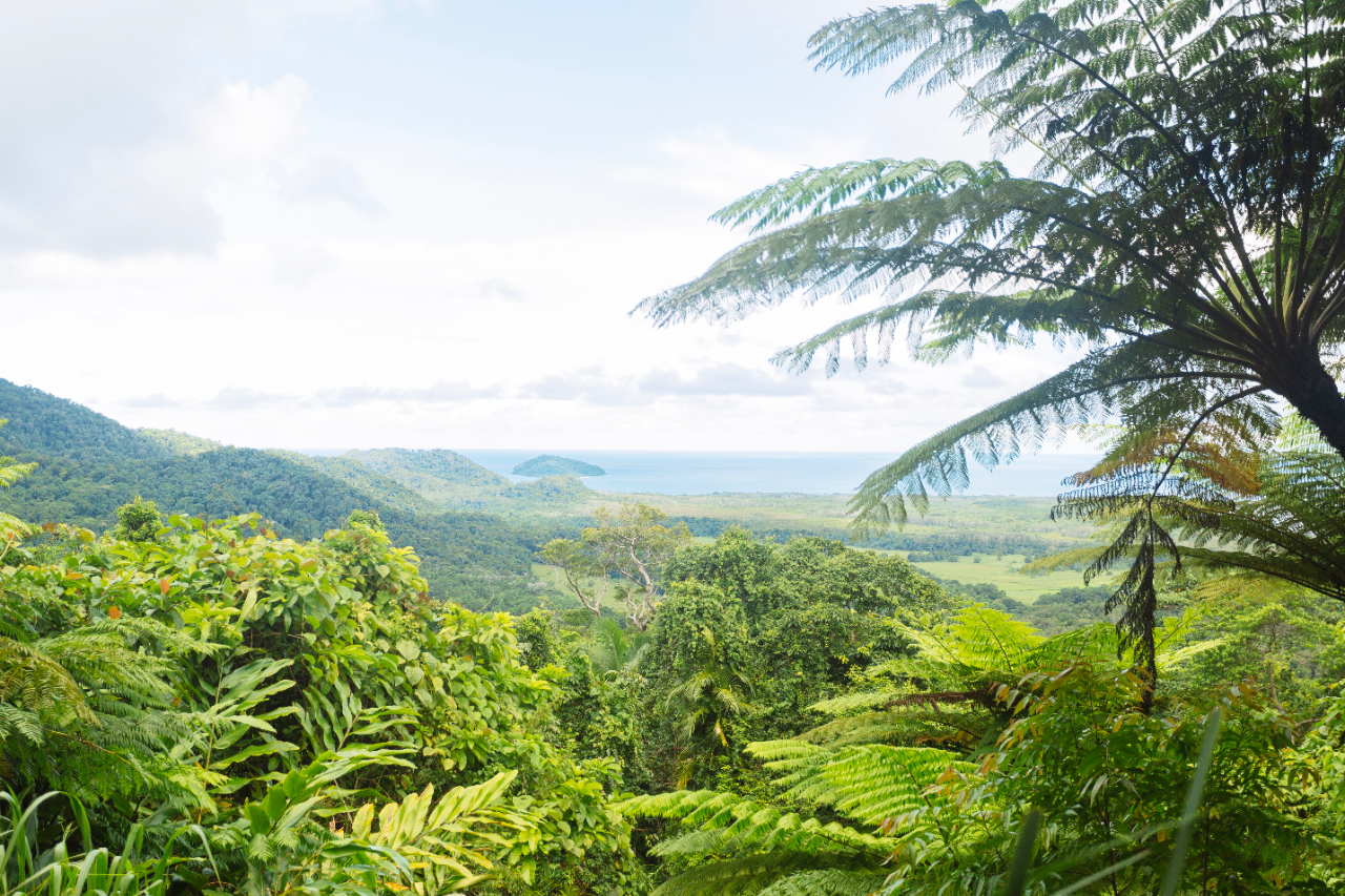 Daintree Rainforest Tours