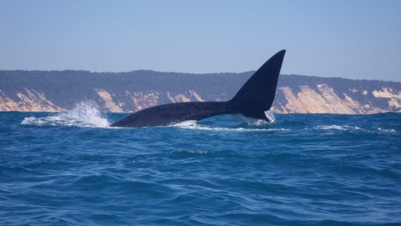 A majestic whale’s tail fin surfaces by the lush, tree-lined Great Beach Drive shoreline at Rainbow Beach, an iconic coastal adventure.