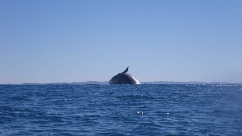 Majestic whale breaching near Rainbow Beach along the iconic Great Beach Drive, with pristine blue skies creating a breathtaking scene.