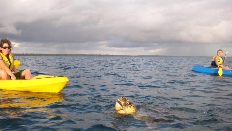 Two kayakers encounter a sea turtle while dolphin kayaking along the scenic Great Beach Drive Adventure near Queensland’s Rainbow Beach.