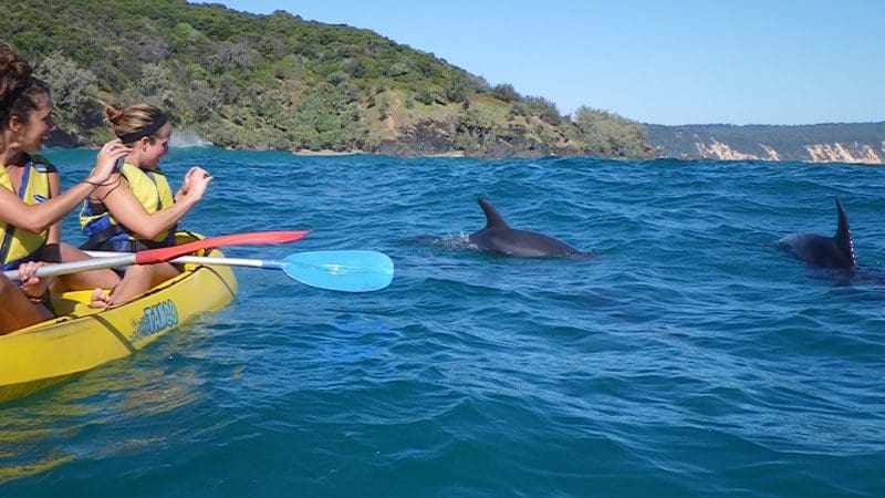 Three adventurers in a yellow kayak spot wild dolphins during an exciting Dolphin Kayaking Great Beach Drive tour at Rainbow Beach.