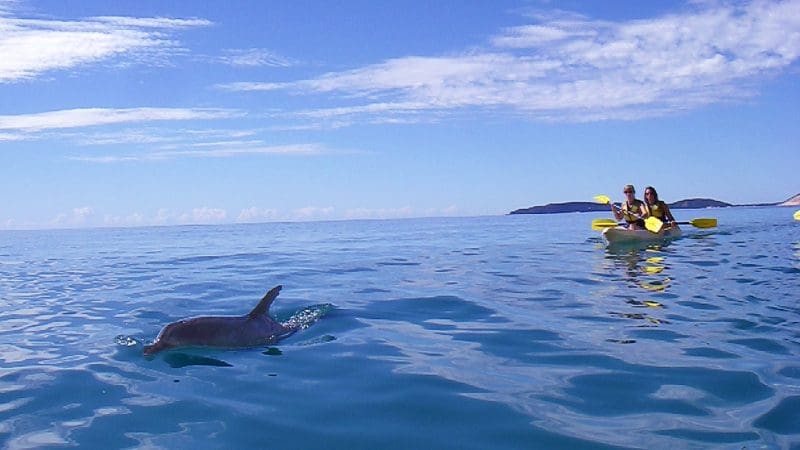 A wild dolphin glides near kayakers on the Great Beach Drive at Rainbow Beach, Queensland under crystal-clear blue skies, Australia.