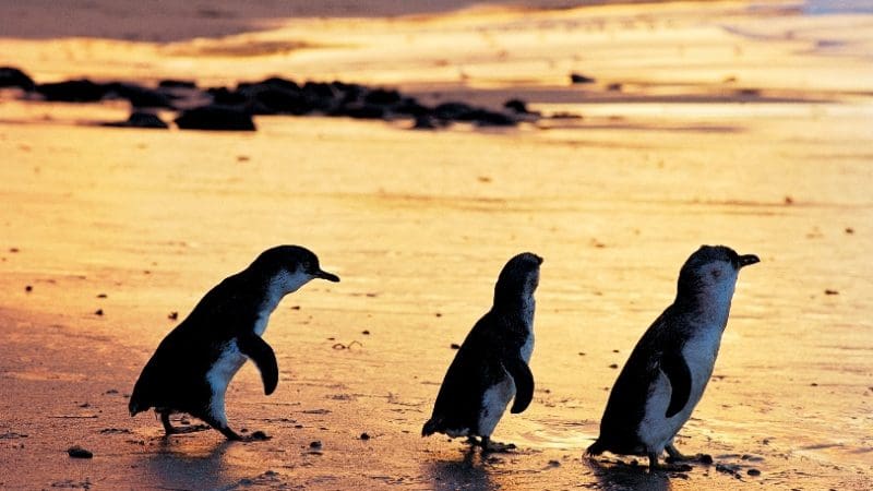 Three penguins stroll on glistening wet sand at sunset, mirroring the iconic Phillip Island Penguin Parade Tour wildlife spectacle.