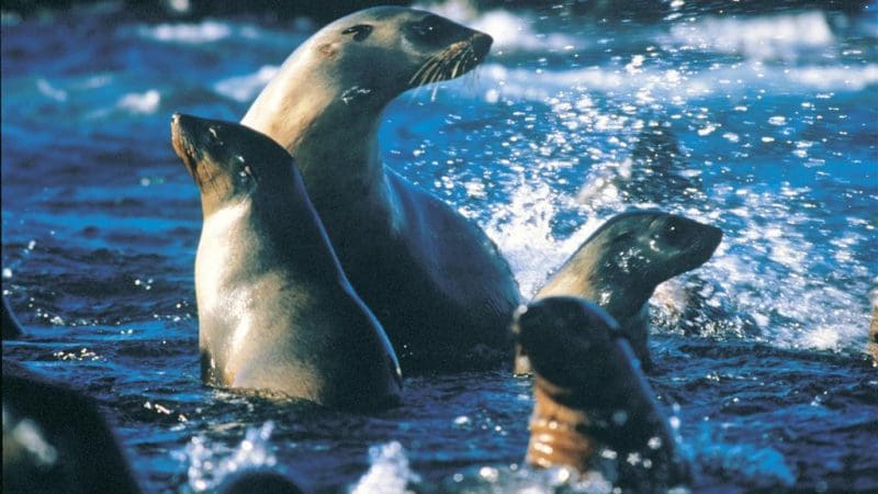 Four sea lions glide together in vivid blue water, just like those encountered during a Half-Day Phillip Island Penguin Parade Tour.