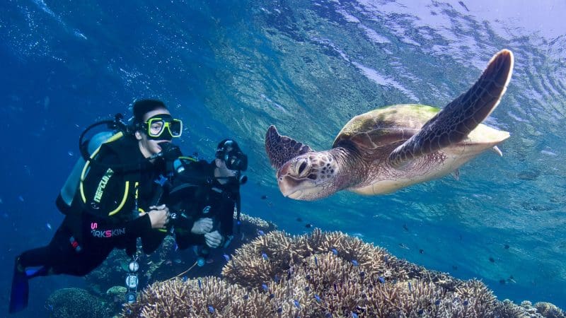 two divers with turtle in the ocean