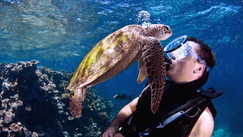 diver with turtle