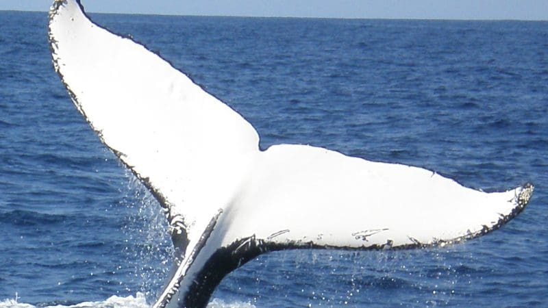 Witness a majestic whale tail breaching the ocean on a 1 Day Whale Watching Port Stephens tour by Colourful Collective Travel.