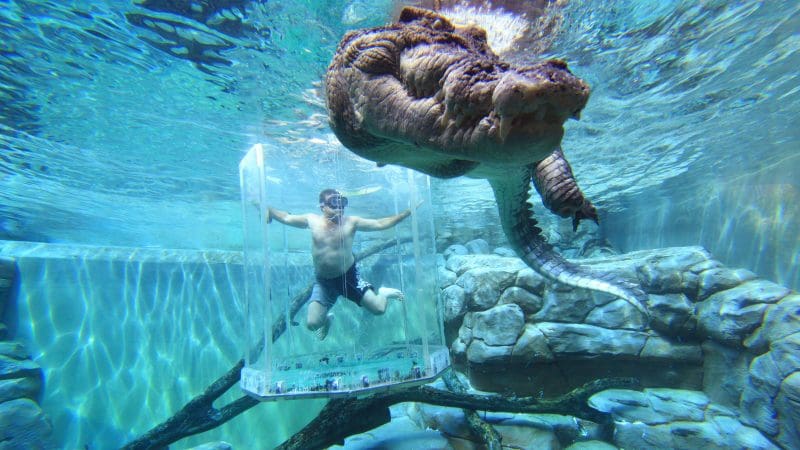 Man inside Cage of Death Entry intently watches a massive crocodile swimming overhead in a clear aquarium, immersive wildlife encounter.